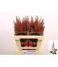 Astilbe pink 45 cm