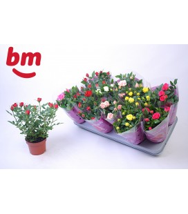 Rosier Monde Ø 10.5 mix