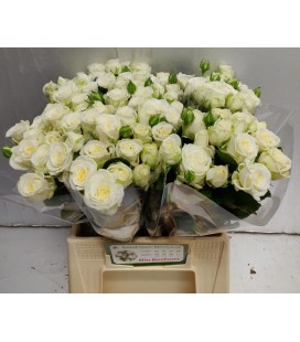 Rose Branchue Miss Bombastic 40 cm