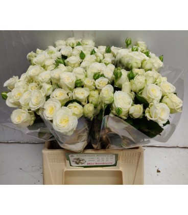 rose miss bombastic 40 cm