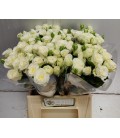 rose miss bombastic 40 cm