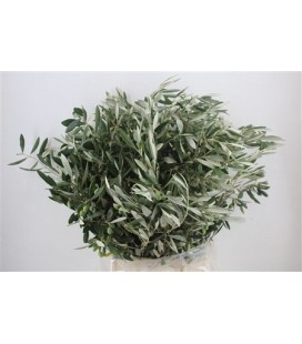 Olivier botte  70 cm 300 g