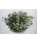 Olivier botte  60 cm 150 g
