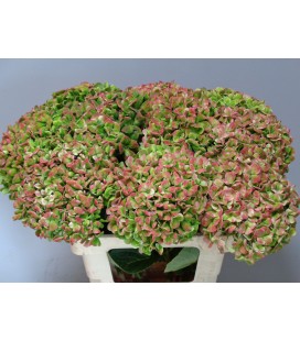 Hortensia Mag Coral  60 cm