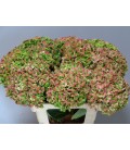 Hortensia Mag Coral  80 cm