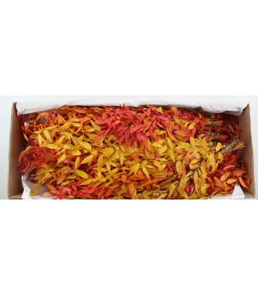 Ruscus autom la botte de 100 g