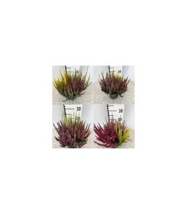 Calluna beauty lady Trio Ø 13