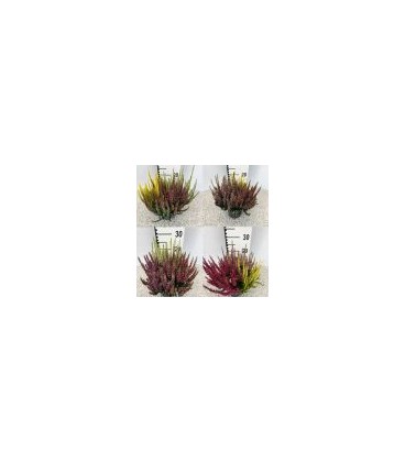 Calluna beauty lady Trio Ø 13