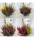 Calluna beauty lady Trio Ø 13