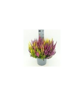 Calluna pot de 17 trico H 25 cm