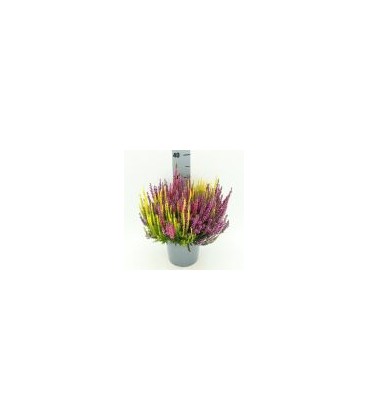 Calluna pot de 17 trico H 35 cm