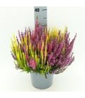 Calluna pot de 17 trico H 25 cm
