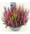 Calluna coupe Ø 23 Trio