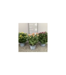 Chrysantheme mix 3 ppp pot de 12
