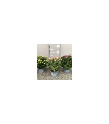 Chrysantheme mix 3 ppp pot de 12