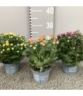 Chrysantheme mix 3 ppp pot de 12