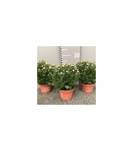 Chrysantheme carnaval Ø 12