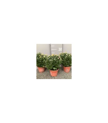 Chrysantheme carnaval Ø 12