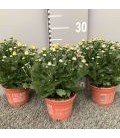 Chrysantheme carnaval Ø 12