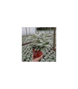 Cineraire Maritime 3 ppp pot 13