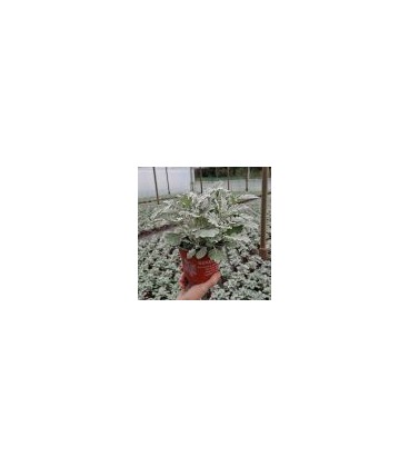 Cineraire Maritime 3 ppp pot 13