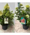 Hydrangea paniculata mix Ø 23