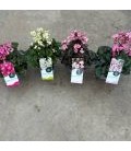 Saxifrage Dancing pixies Ø 15
