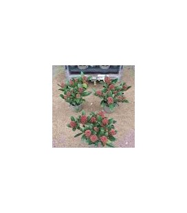 Skimmia rub 7 fl + Ø 13