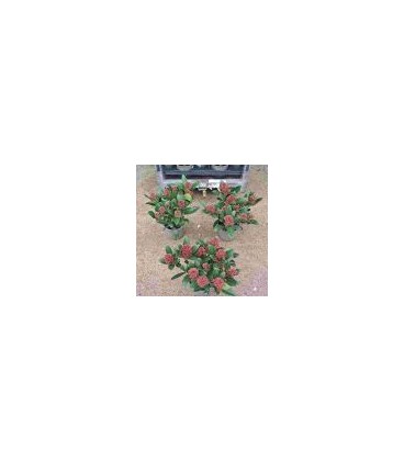 Skimmia rub 7 fl + Ø 13