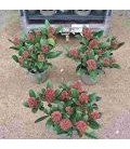 Skimmia rub 7 fl + Ø 13