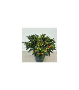 Solanum  Mandarin Pot de 17 