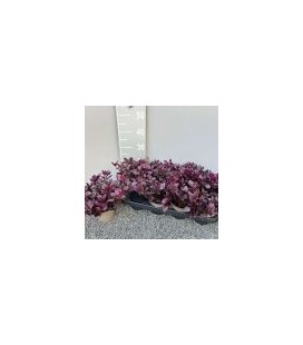 Alternanthera Ø 13