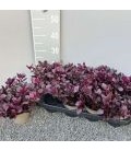 Alternanthera Ø 13