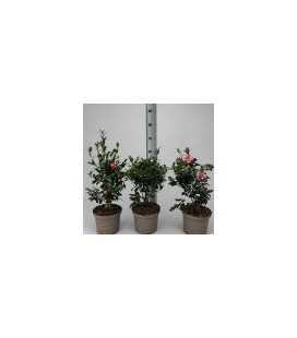 Camelia sasanqua Ø 23