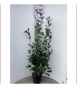 Photinia red robin Ø 27