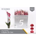 Phalaenopsis Ov Rood Ø 12 h 60 
