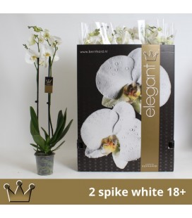 Phalaeno Blanc pot de 12  H 80 3 b