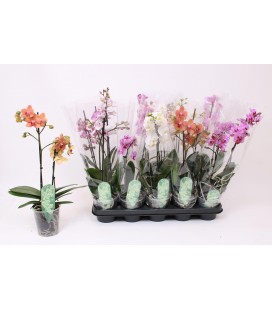 Phalaenopsis mix pot de 9 h 45