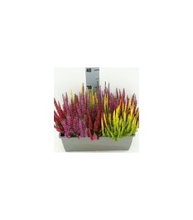 Calluna Jardiniere 40 cm trio