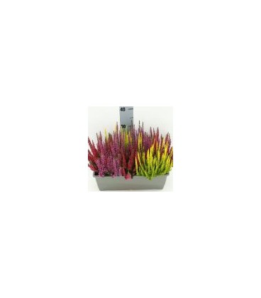 Bruyere Calluna Jardiniere 40 cm