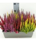 Bruyere Calluna Jardiniere 40 cm