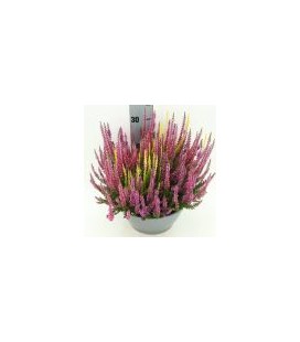 Calluna coupe Ø 23 Trio