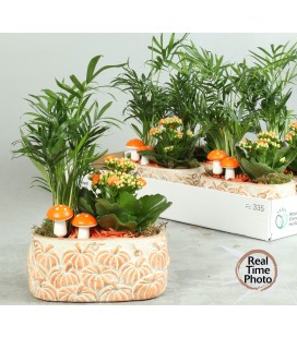 Compo plantes 20 cm