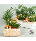Compo plantes 20 cm