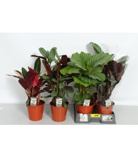 Calathea stromanthe mix  Ø 19