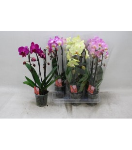 Phalaeno Cascade Mix Ø12 h 45