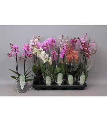 Phalaenopsis Multi Ø12 h50 mix 2/3 b