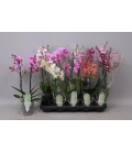 Phalaenopsis Multi Ø12 h50 mix 2/3 b