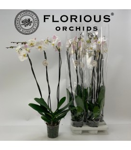 Phalaenopsis blanc Ø15 h 90 3b