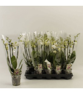 Phalaenopsis Blanc Ø 12 h 55 3/4 b